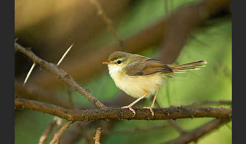 Rahmbrustprinie (Prinia subflava)