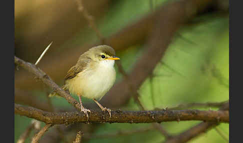 Rahmbrustprinie (Prinia subflava)