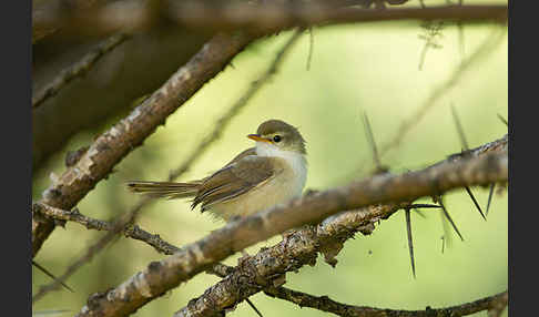 Rahmbrustprinie (Prinia subflava)