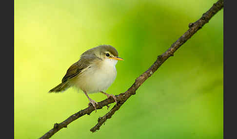 Rahmbrustprinie (Prinia subflava)