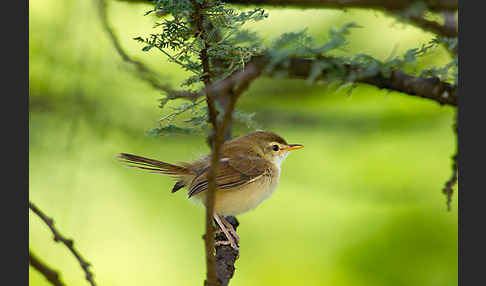 Rahmbrustprinie (Prinia subflava)