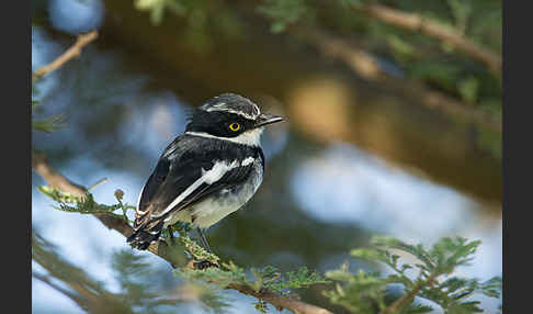 Heuglin-Batis (Batis orientalis)