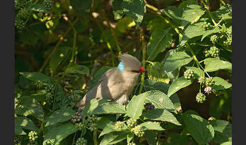 Blaunacken-Mausvogel (Urocolius macrourus)