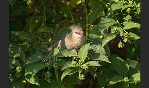 Blaunacken-Mausvogel (Urocolius macrourus)