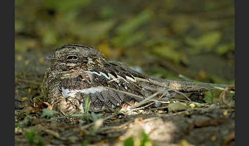 Kurzschleppen-Nachtschwalbe (Caprimulgus clarus)