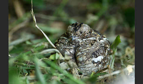 Kurzschleppen-Nachtschwalbe (Caprimulgus clarus)