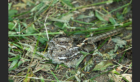 Kurzschleppen-Nachtschwalbe (Caprimulgus clarus)