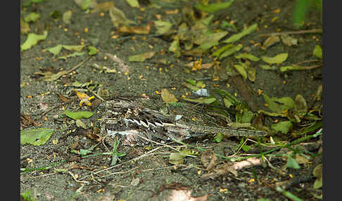 Kurzschleppen-Nachtschwalbe (Caprimulgus clarus)