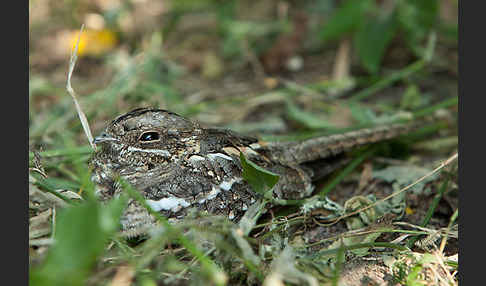 Kurzschleppen-Nachtschwalbe (Caprimulgus clarus)