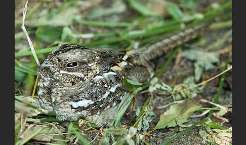 Kurzschleppen-Nachtschwalbe (Caprimulgus clarus)