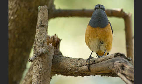 Schluchtenrötel (Monticola rufocinereus)