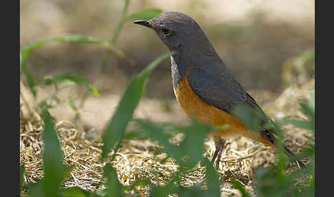 Schluchtenrötel (Monticola rufocinereus)