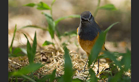 Schluchtenrötel (Monticola rufocinereus)