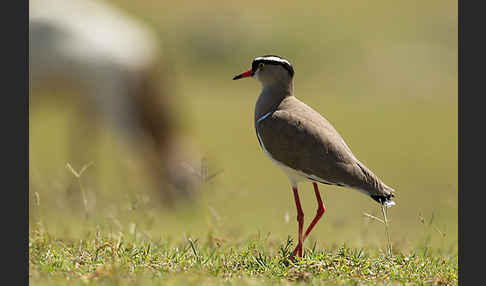 Kronenkiebitz (Vanellus coronatus)