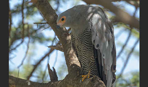 Höhlenweihe (Polyboroides typus)