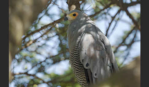 Höhlenweihe (Polyboroides typus)