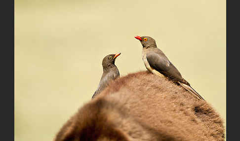 Rotschnabel-Madenhacker (Buphagus erythrorhynchus)