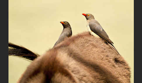 Rotschnabel-Madenhacker (Buphagus erythrorhynchus)