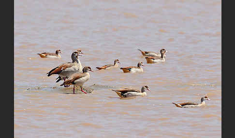 Nilgans (Alopochen aegyptiacus)