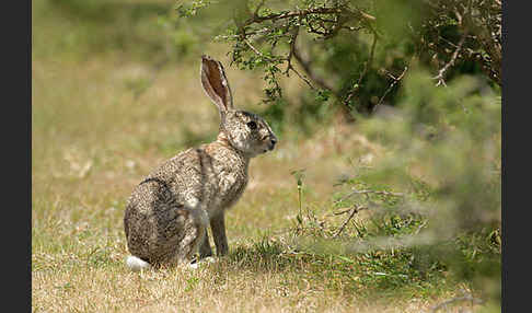 Kaphase (Lepus capensis)