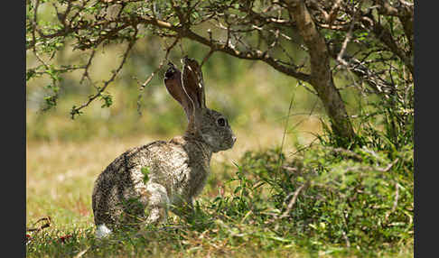 Kaphase (Lepus capensis)