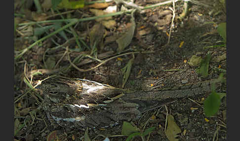 Kurzschleppen-Nachtschwalbe (Caprimulgus clarus)