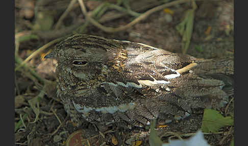 Kurzschleppen-Nachtschwalbe (Caprimulgus clarus)