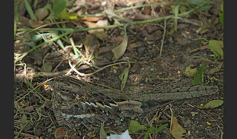 Kurzschleppen-Nachtschwalbe (Caprimulgus clarus)