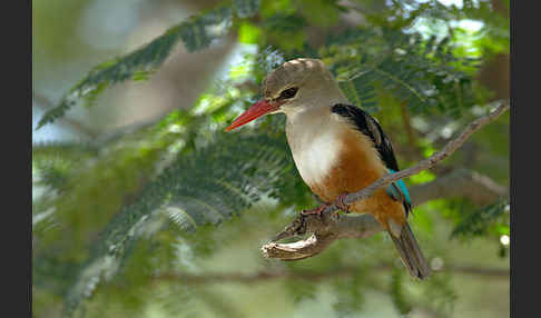 Graukopfliest (Halcyon leucocephala)