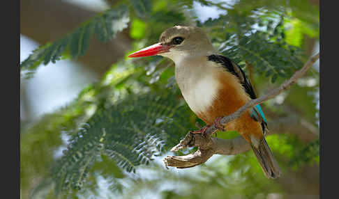 Graukopfliest (Halcyon leucocephala)