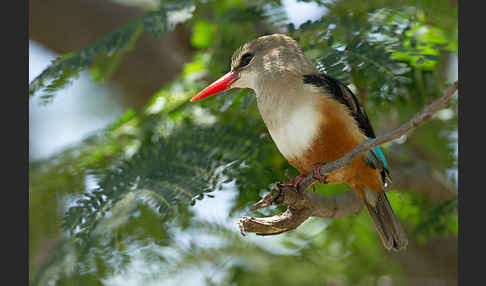 Graukopfliest (Halcyon leucocephala)