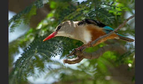 Graukopfliest (Halcyon leucocephala)