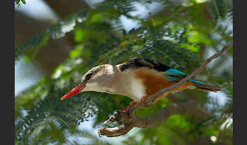 Graukopfliest (Halcyon leucocephala)