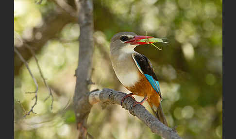 Graukopfliest (Halcyon leucocephala)