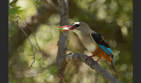 Graukopfliest (Halcyon leucocephala)