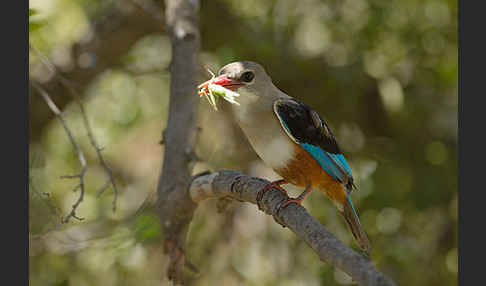 Graukopfliest (Halcyon leucocephala)