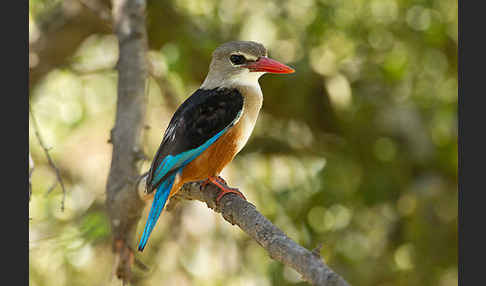 Graukopfliest (Halcyon leucocephala)