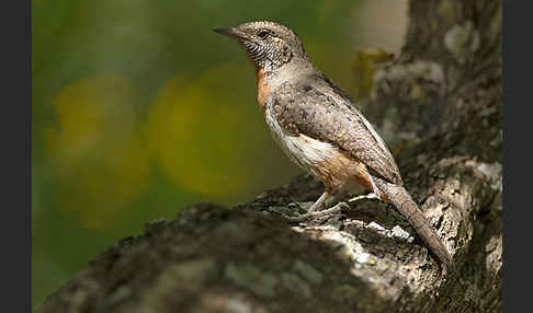 Rotkehl-Wendehals (Jynx ruficollis)