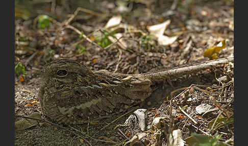 Kurzschleppen-Nachtschwalbe (Caprimulgus clarus)