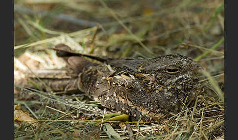 Kurzschleppen-Nachtschwalbe (Caprimulgus clarus)