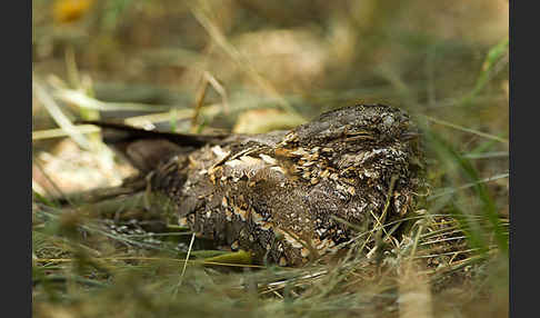 Kurzschleppen-Nachtschwalbe (Caprimulgus clarus)