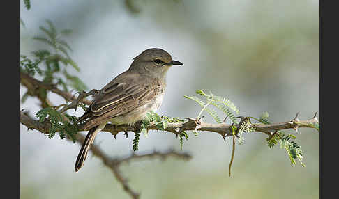 Strichelkopfschnäpper (Bradornis microrhynchus)