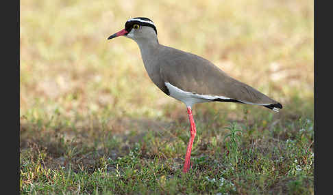 Kronenkiebitz (Vanellus coronatus)