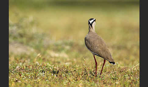 Kronenkiebitz (Vanellus coronatus)