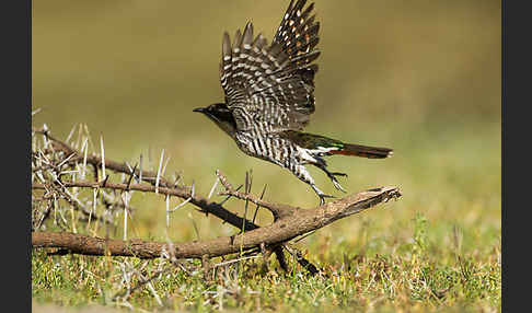 Goldkuckuck (Chrysococcyx caprius)