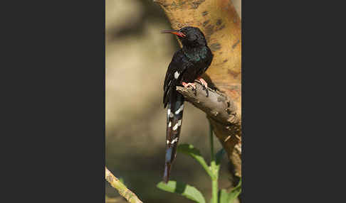 Schwarzschnabel-Baumhopf (Phoeniculus somaliensis)