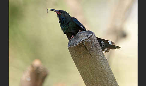 Schwarzschnabel-Baumhopf (Phoeniculus somaliensis)