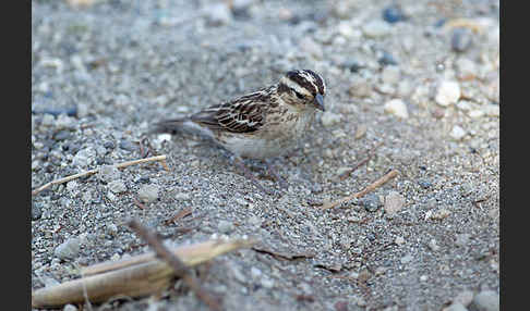 Strichelgirlitz (Serinus striolatus)