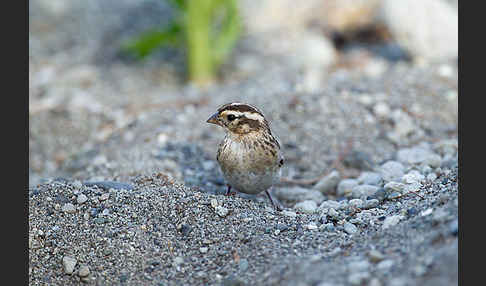 Strichelgirlitz (Serinus striolatus)