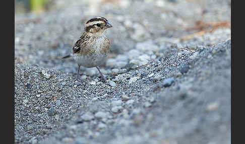 Strichelgirlitz (Serinus striolatus)